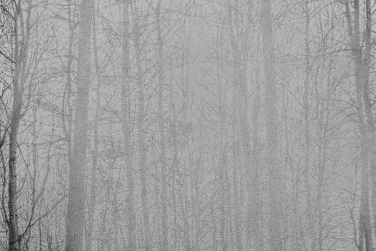 What To See - Fog; 2012.022