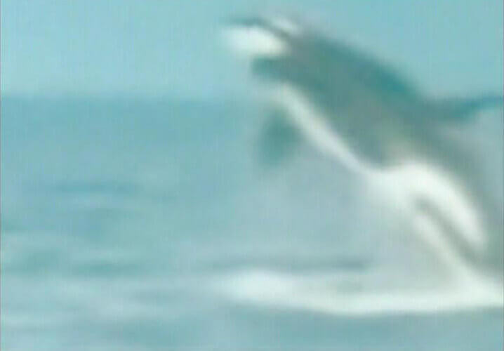 Jin Shan, Untitled – Animals Attack Humans, White Rabbit Gallery - The Hooligan exhibition