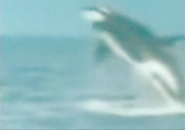 Jin Shan, Untitled – Animals Attack Humans, White Rabbit Gallery - The Hooligan exhibition