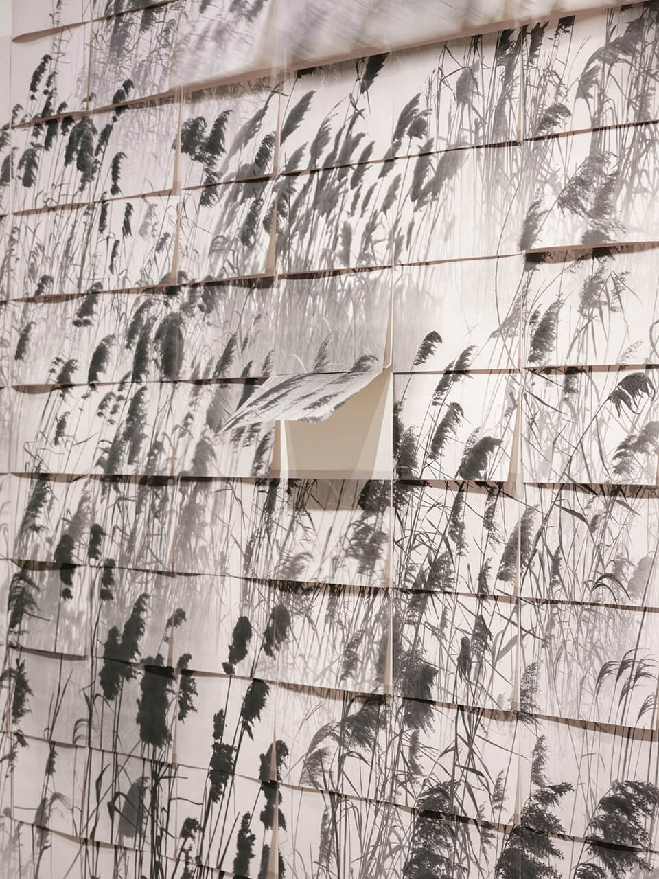 Close-up view of grass and reed shadows cast on white wall with geometric grid lines, showing delicate botanical patterns