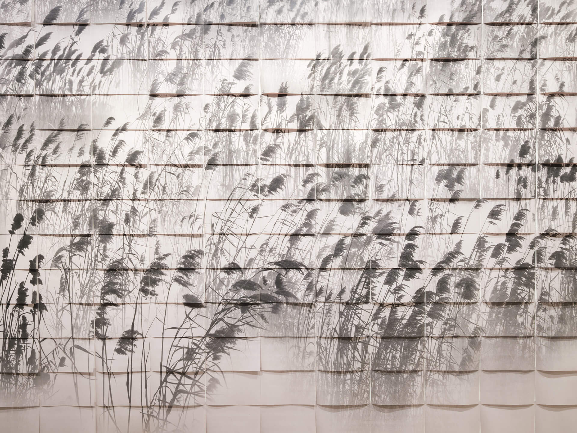 Wide gallery view showing large-scale botanical shadow installation covering entire white wall with moving grass silhouettes