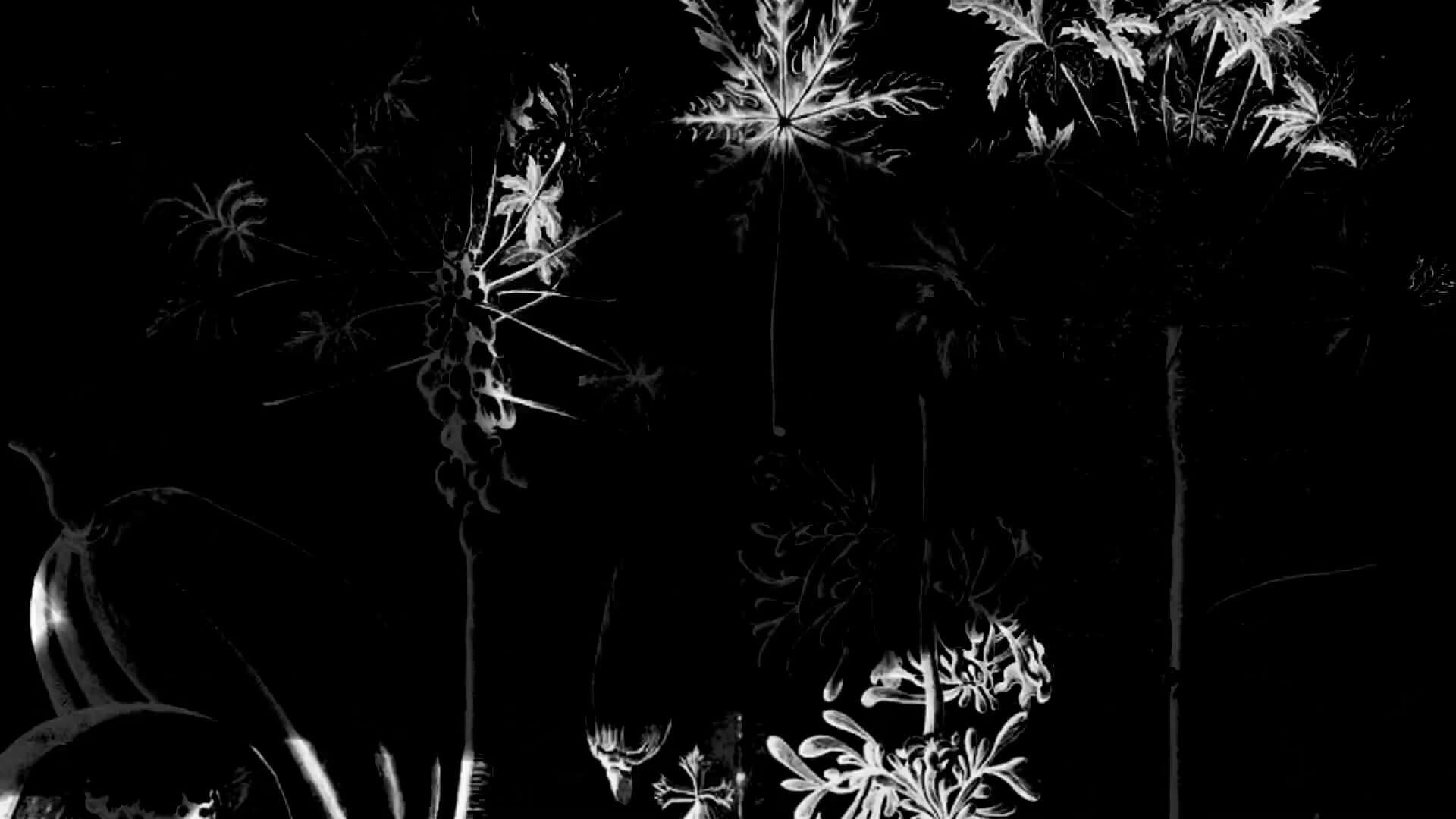 Video by Alia Ardon for the White Rabbit Gallery new exhibition- Black Myth. Special Mention