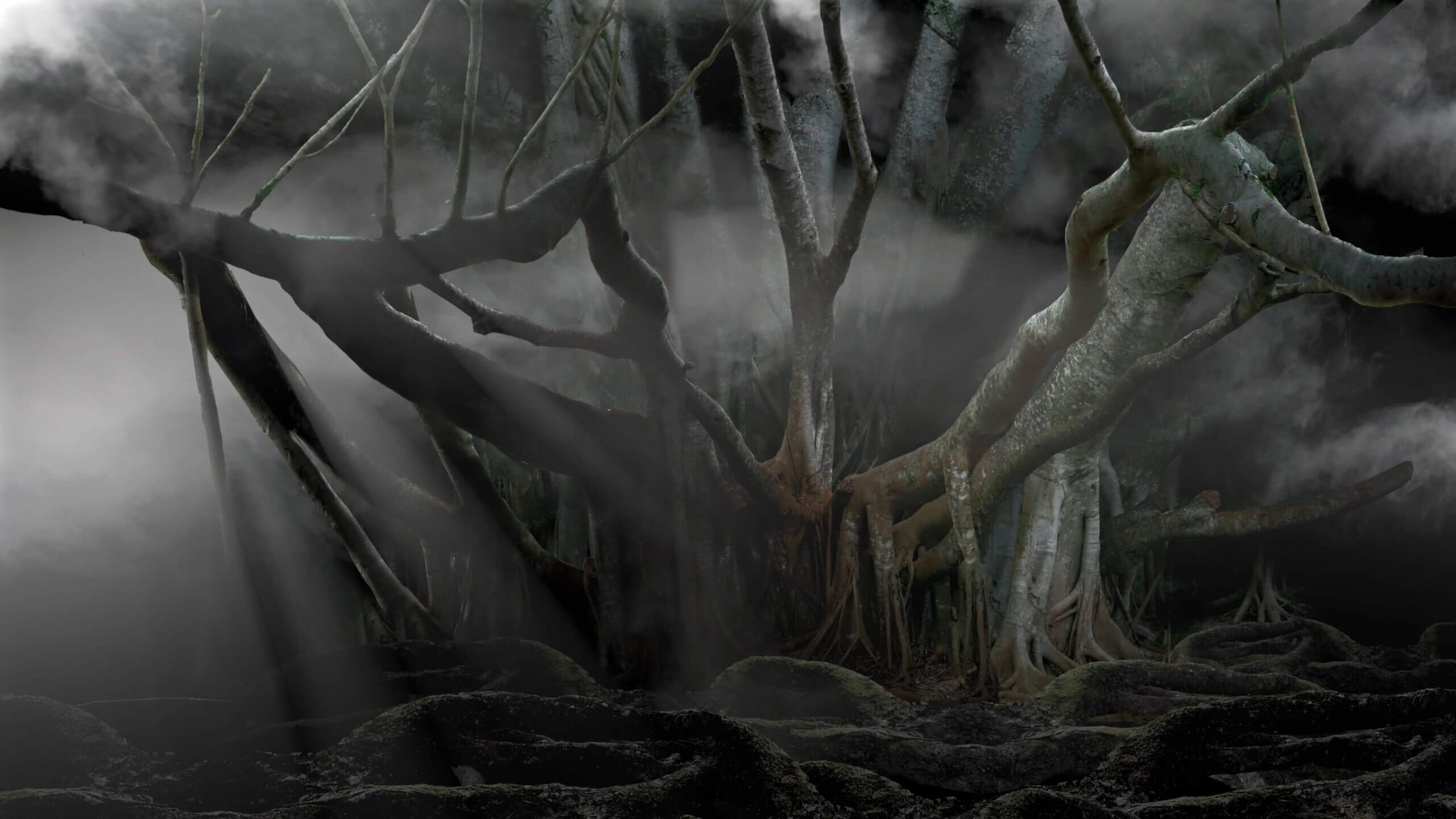 Video by Tristan Jalleh for the White Rabbit Gallery new exhibition- Black Myth. Special Mention