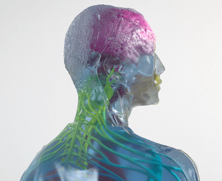 A resin sculpture of a bust, you can see through to the veins, brains and muscle underneath the skin. The bust is tinted in purples and blues.